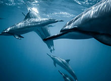 马来西亚公开赛：冯彦哲/黄东萍夺冠 国羽包揽混双冠亚军